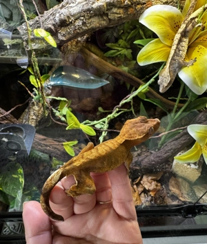 Kronengecko (Crested Gecko)   Orange Bi-Color   wunderschöne Farbe