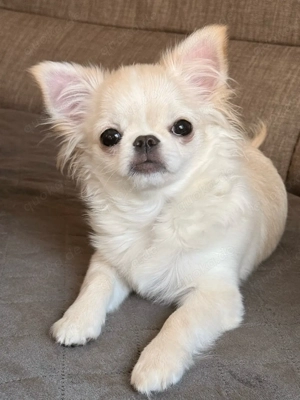 Chihuahua Hündin Ahnentafel 6monate