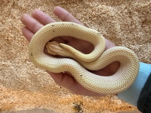 0.1 hererodon nasicus toffeebelly superconda (candy)