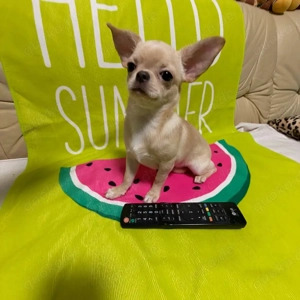 Wunderschöne Chihuahua-Hündin zu verkaufen  1 200 EUR verhandelbar