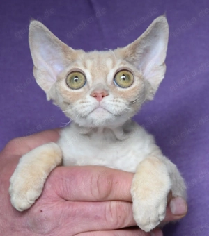 Devon Rex Kitten   weiblich und männlich. 