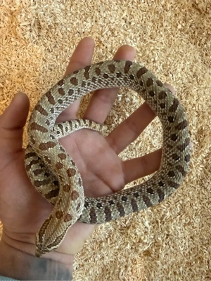 0.1 heterodon nasicus savannah 