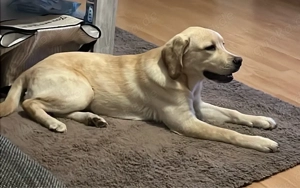 Reinrassige Labrador Hündin sucht neues Zuhause