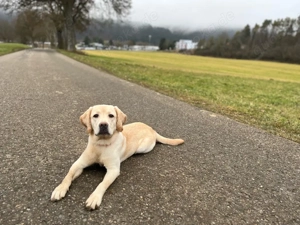 Reinrassige Labrador Hündin sucht neues Zuhause