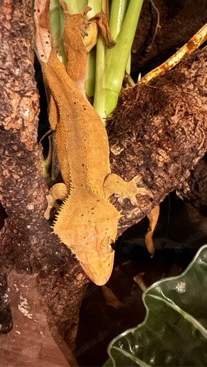 Correlophus ciliatus mit Terrarium