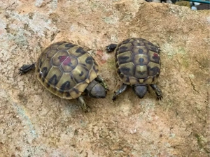 Griechische Landschildkröten NZ 