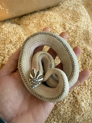 1.1 hererodon nasicus arctic superconda 