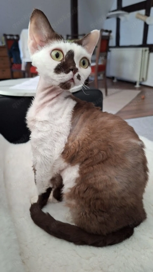 Int.Ch. Devon Rex Dame