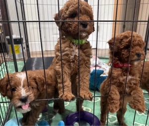 F1 Maltipoo mini Welpen