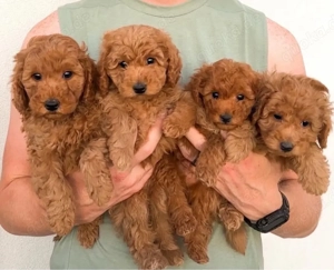 F1 Maltipoo mini welpen