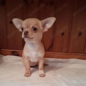 Bezaubernde Chihuahua-Welpen suchen ein liebevolles Zuhause   gesund, verspielt und bereit für ein Z