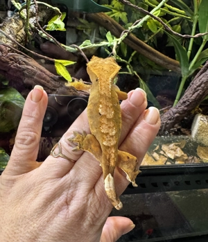 Kronengecko (Crested Gecko)   Orange Flame   Top Farbe