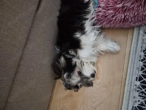 Bichon havaneser 5 Monate alt 