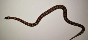 1,1 Lampropeltis leonis