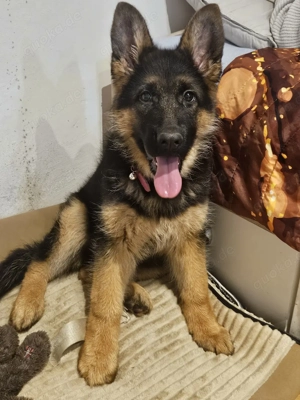 Deutscher Schäferhund