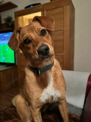 Nila - kleine Herzenshündin sucht ihr Für-immer-Zuhause 