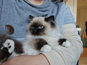 süße ragdollkitten