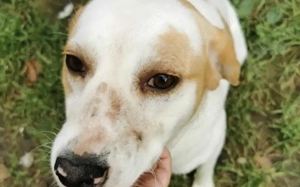 Liebenswerter Hardy sucht Heimat Bild 3