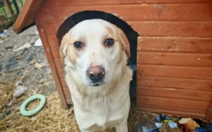 Liebenswerter Hardy sucht Heimat Bild 5