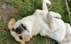 Liebenswerter Hardy sucht Heimat Bild 2