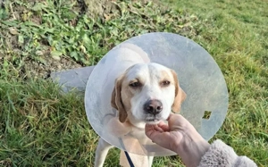 Liebenswerter Hardy sucht Heimat Bild 6