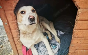 Liebenswerter Hardy sucht Heimat Bild 4