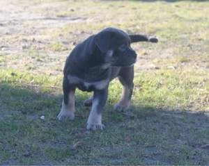 Old English Bulldog Welpe (Hündin) sucht 5* Zuhause 