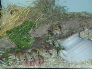 Zuchtpaar persische Rennmäuse abzugeben