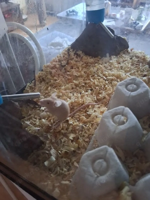 Farbmäuse zu verkaufen