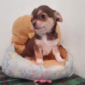 Wunderschöne, gesunde Chihuahua-Welpen suchen ein liebevolles