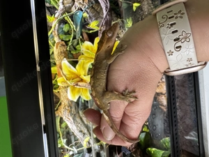 Kronengecko (Crested Gecko)   Brindle Harlequin   schöne Kontraste
