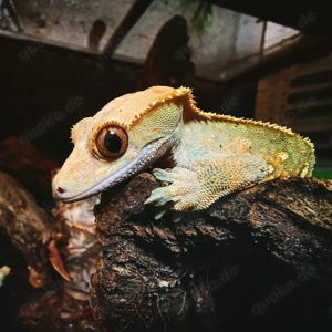 Kronengecko (m) + Exo Terra 90x60x60 cm Komplettterrarium