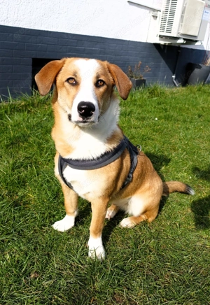 Mica - ein echtes Juwel auf 4 Pfoten