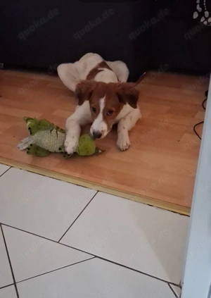 teddy sucht ein neues zuhause 