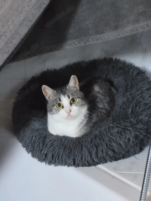 Süße Bura sucht ihr ersehntes Für-Immer-Zuhause