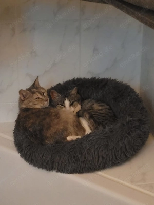 Bura und Pigi suchen gemeinsam ihr Traumzuhause