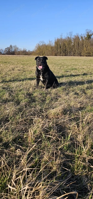 ich bin er Bruno bin leider immer noch da