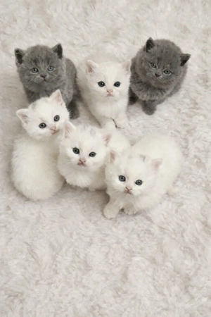 Wunderschöne Flauschebärchen