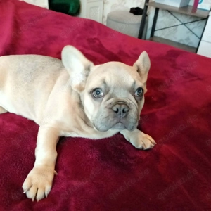  Französiche Bulldogge Rüde