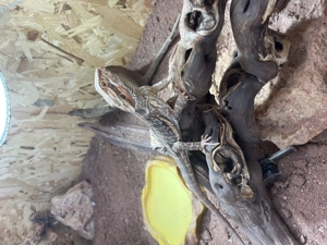 Bartagame  Männchen  Pablo  3,5 Jahre Bild 4