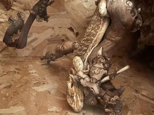 Bartagame  Männchen  Pablo  3,5 Jahre Bild 3