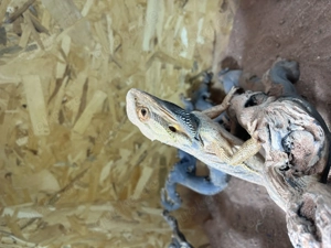 Bartagame  Männchen  Pablo  3,5 Jahre Bild 2