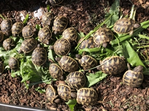 Griechische Landschildkröten THB, Versand möglich Bild 2