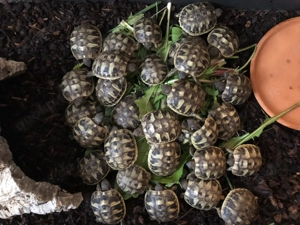 Griechische Landschildkröten THB, Versand möglich Bild 3