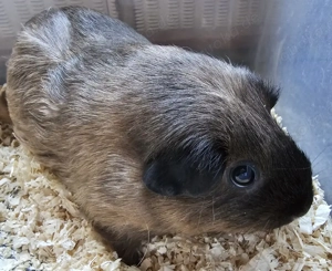 2 Meerschweinchen California Weibchen weiblich