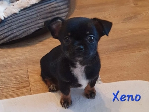 Chihuahua Welpen aus anerkannter Zucht