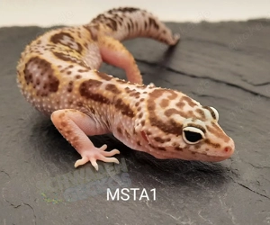 Leopardgecko Mack Snow Tremper Albino 