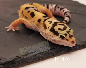 Leopardgecko High Yellow, Mack Snow Tremper Albino, Black Night 