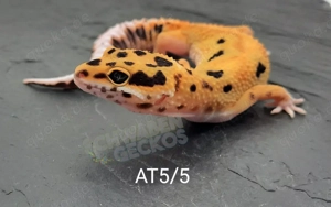 Leopardgecko Afghan Tangerine 