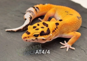 Leopardgecko Afghan Tangerine 